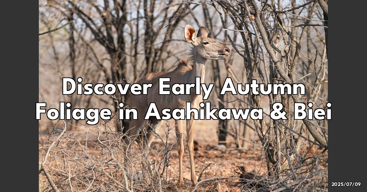 EyeCatchTitle: Chasing Early Autumn Colors in Hokkaido: My Favorite Spots Near Asahikawa and Biei