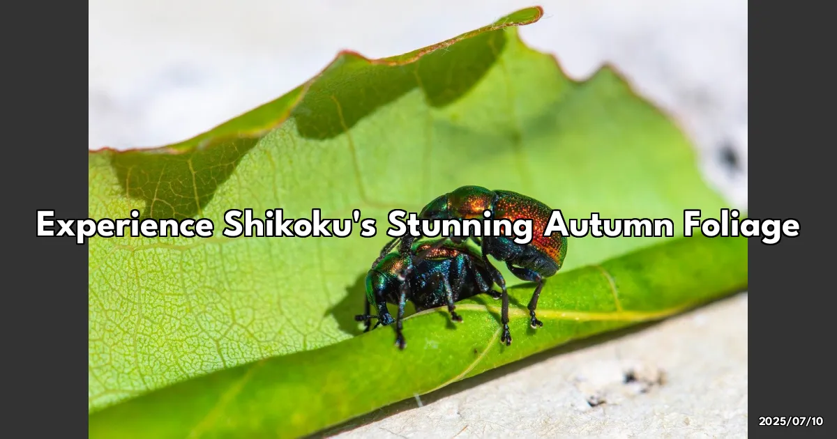 EyeCatchTitle: Discovering Shikoku's Enchanting Autumn Leaves: My Unforgettable Foliage Journey