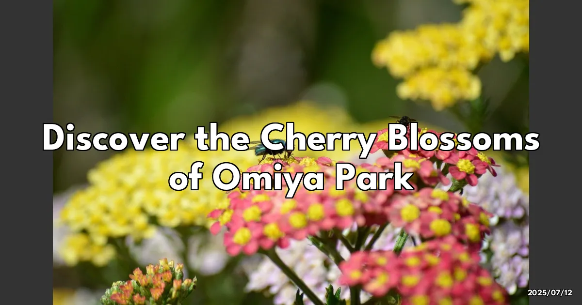 EyeCatchTitle: Chasing Cherry Blossoms in Omiya Park: My Sakura Adventure!