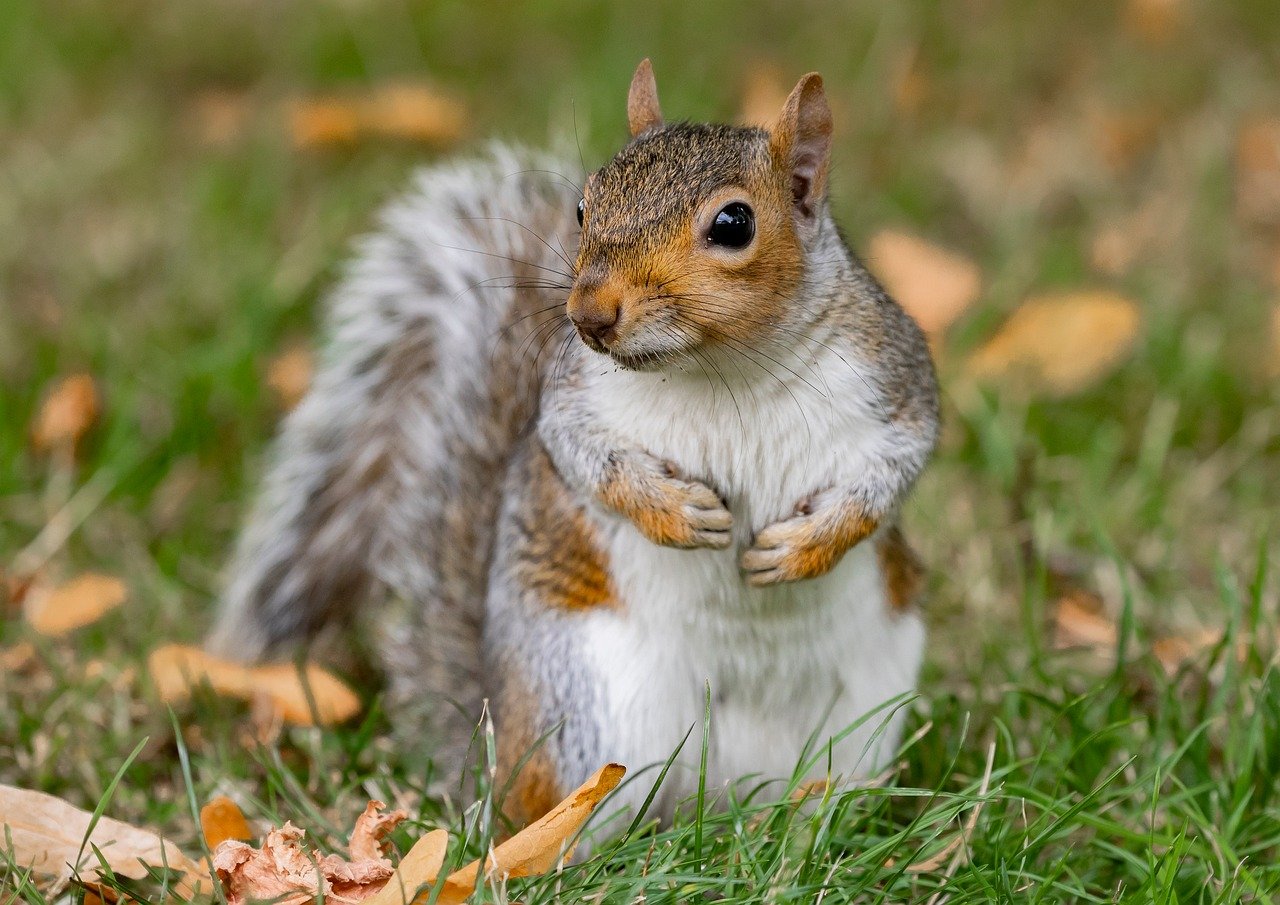 Nikko, autumn leaves, Toshogu Shrine