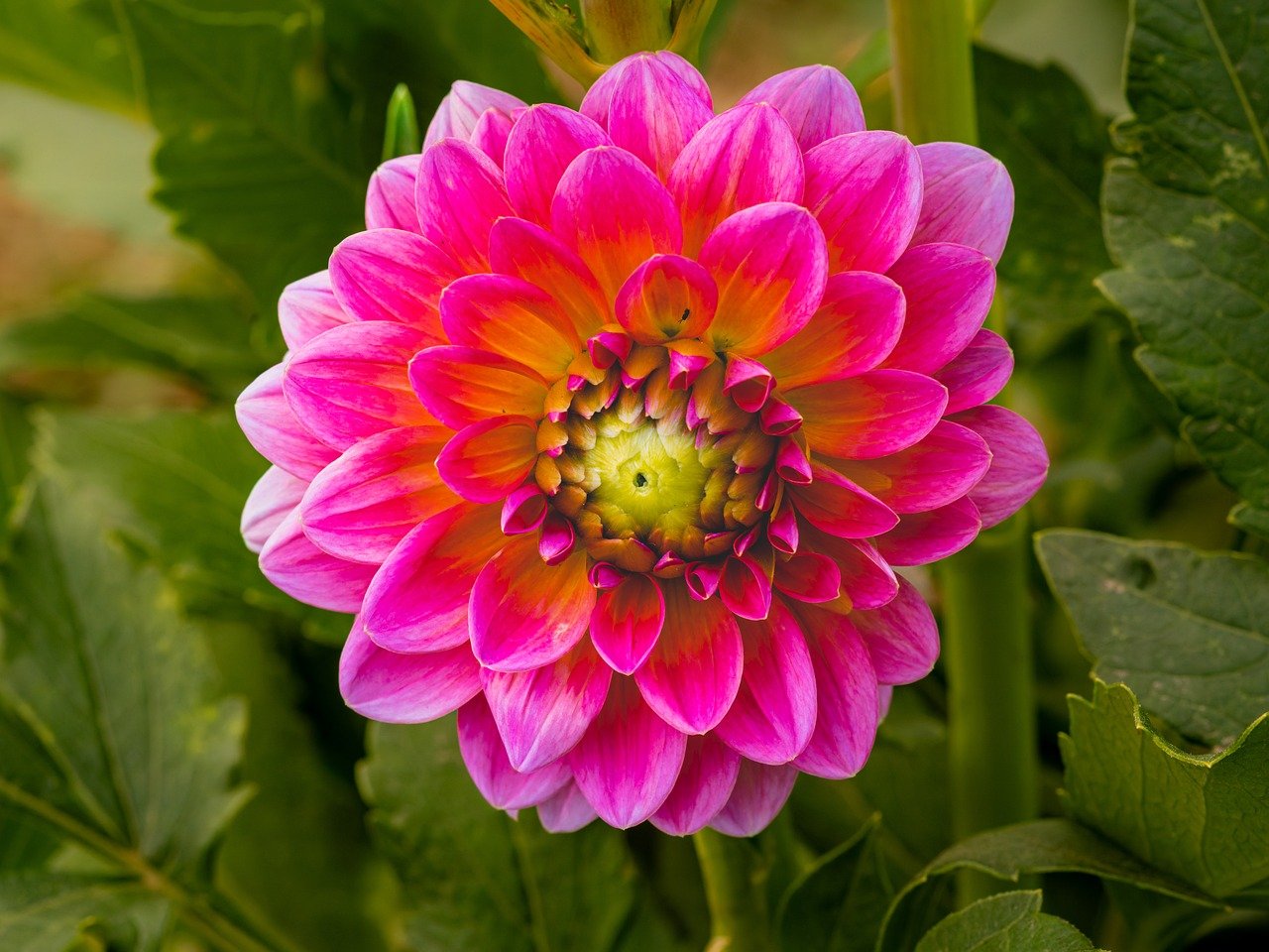 sakura, cherry blossoms, Japan