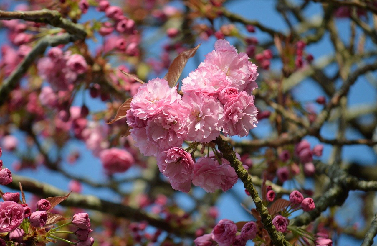 sakura, cherry blossoms, Japan