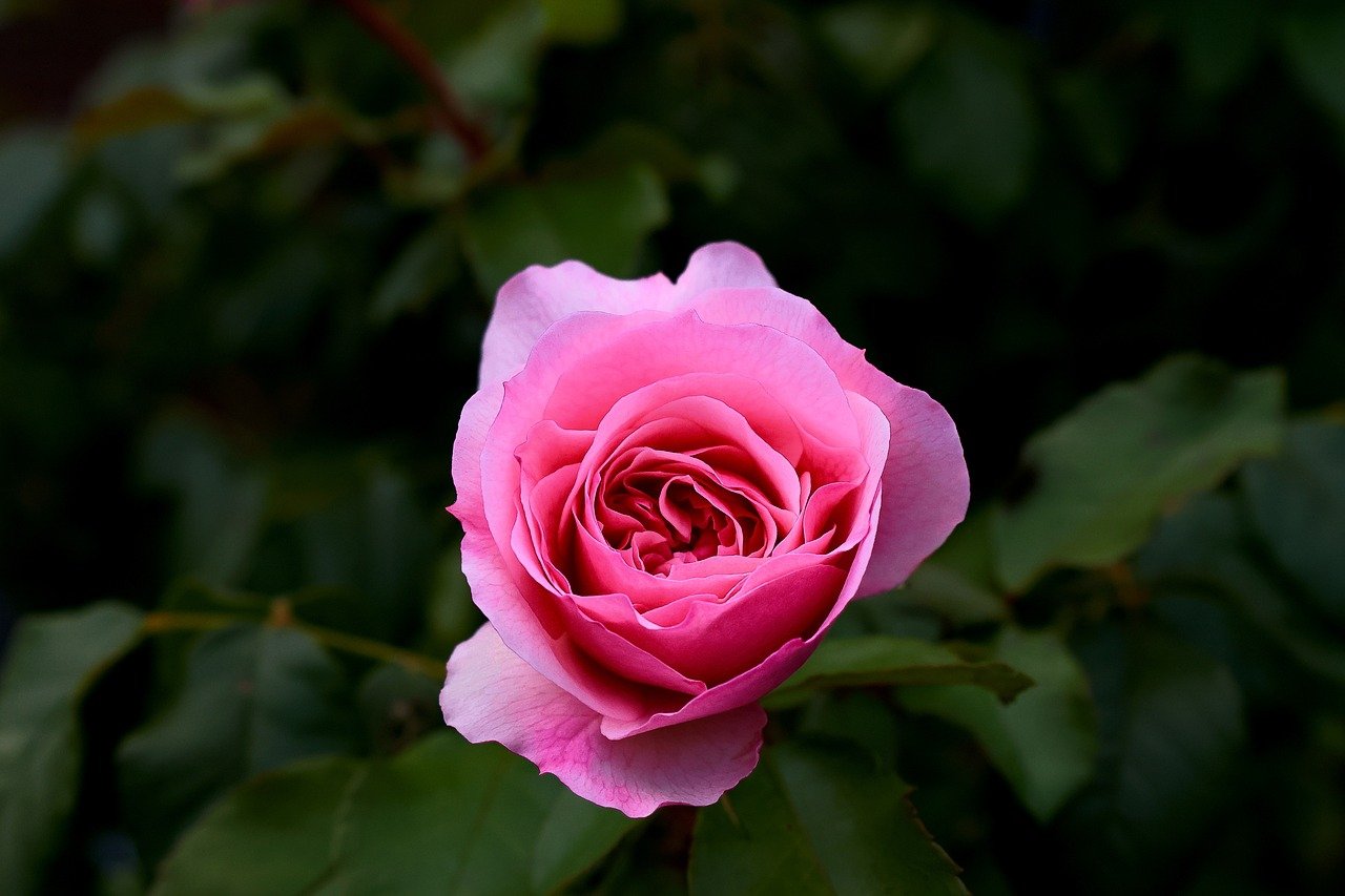 Mie Prefecture, cherry blossoms, Ise Udon