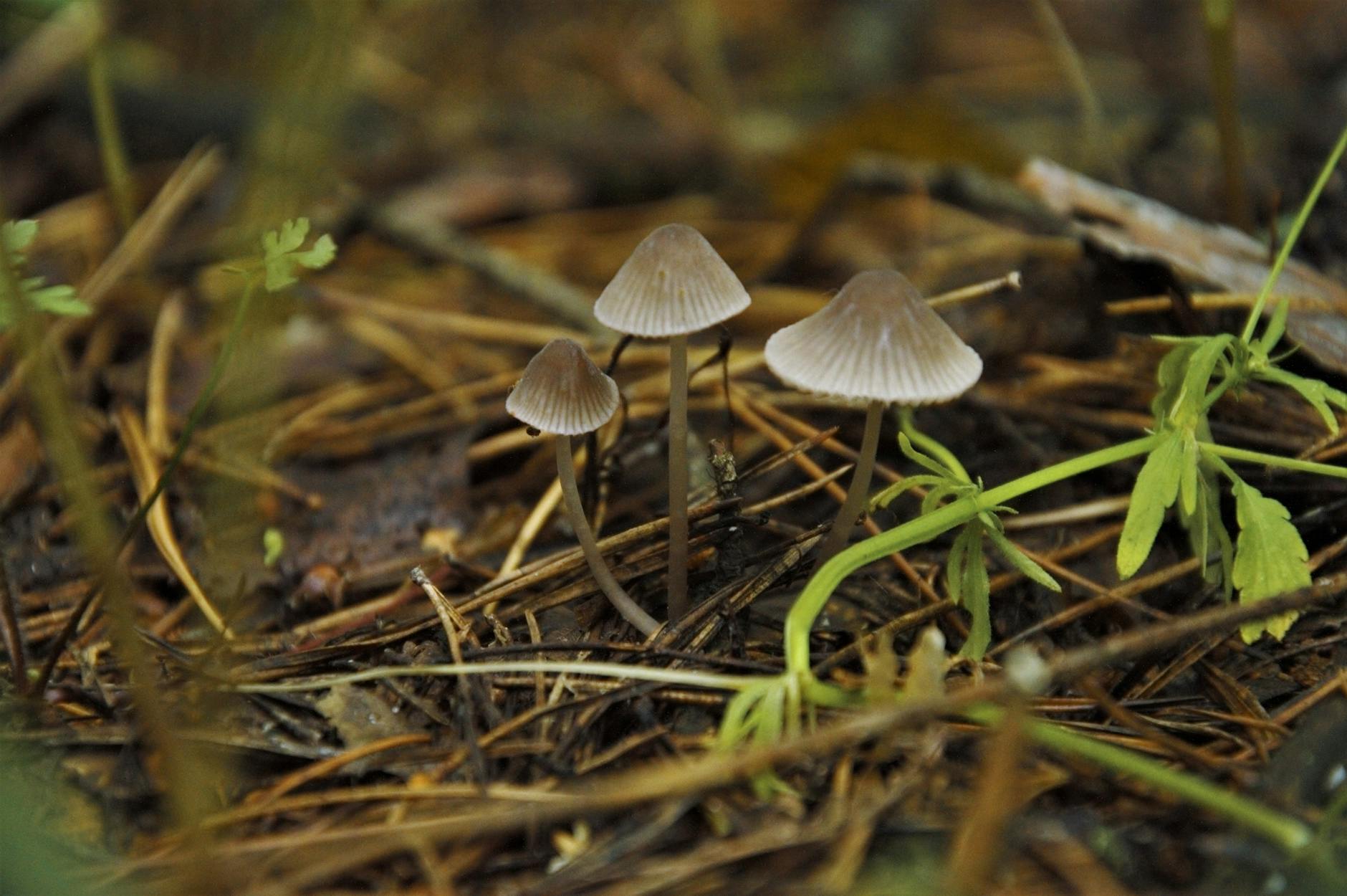 Kobe autumn, fall leaves, Rokko Mountain