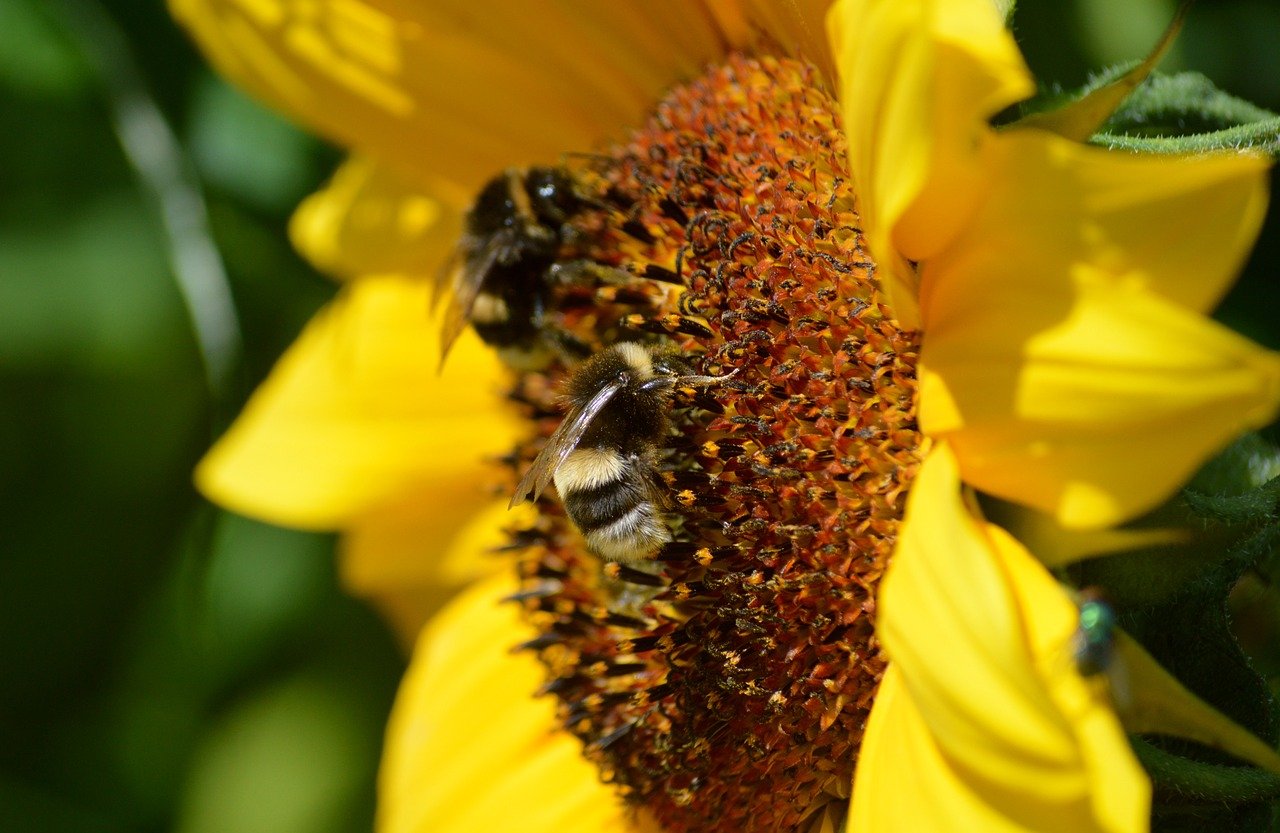 Kairakuen, Mito garden, seasonal foliage