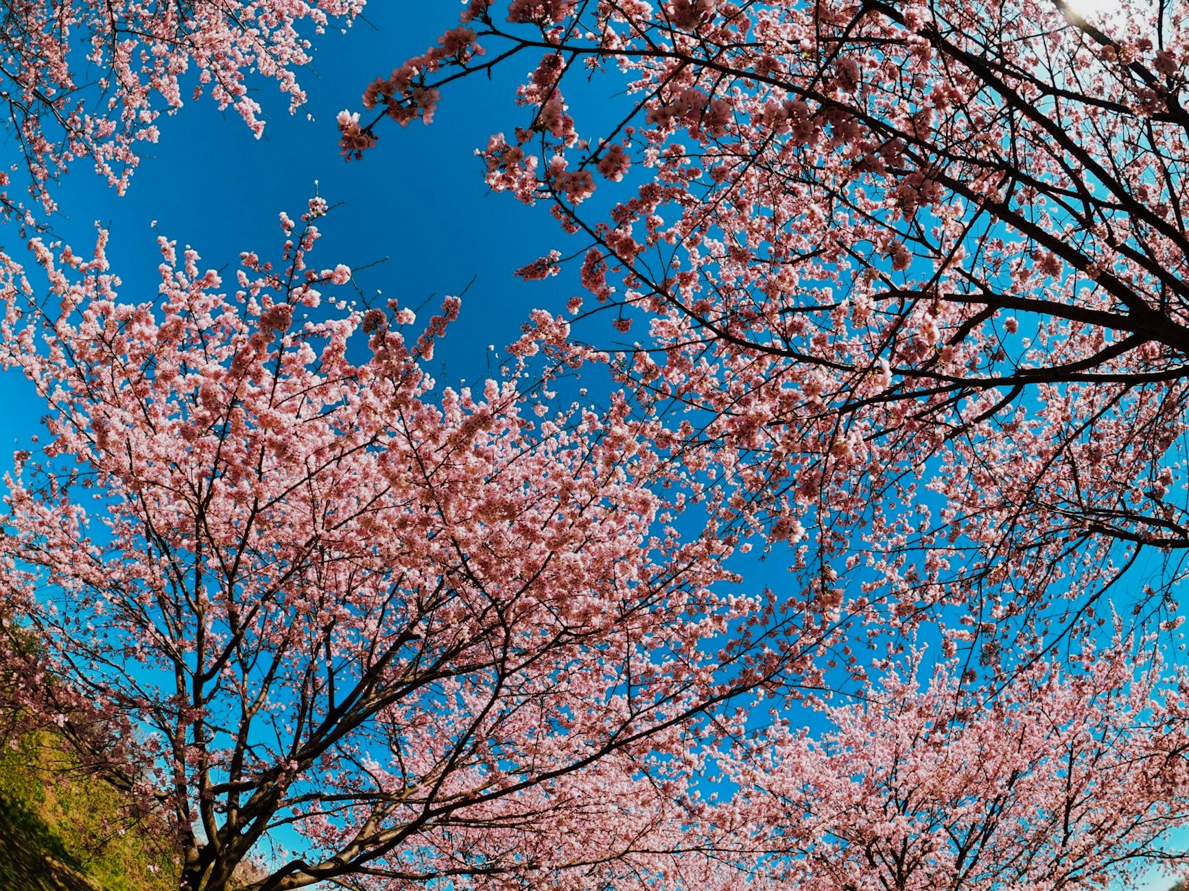 hydrangeas, Kanto gardens, Tokyo