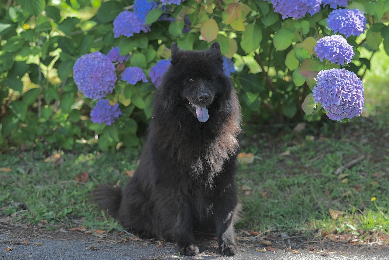 hydrangeas, Kanto gardens, Tokyo