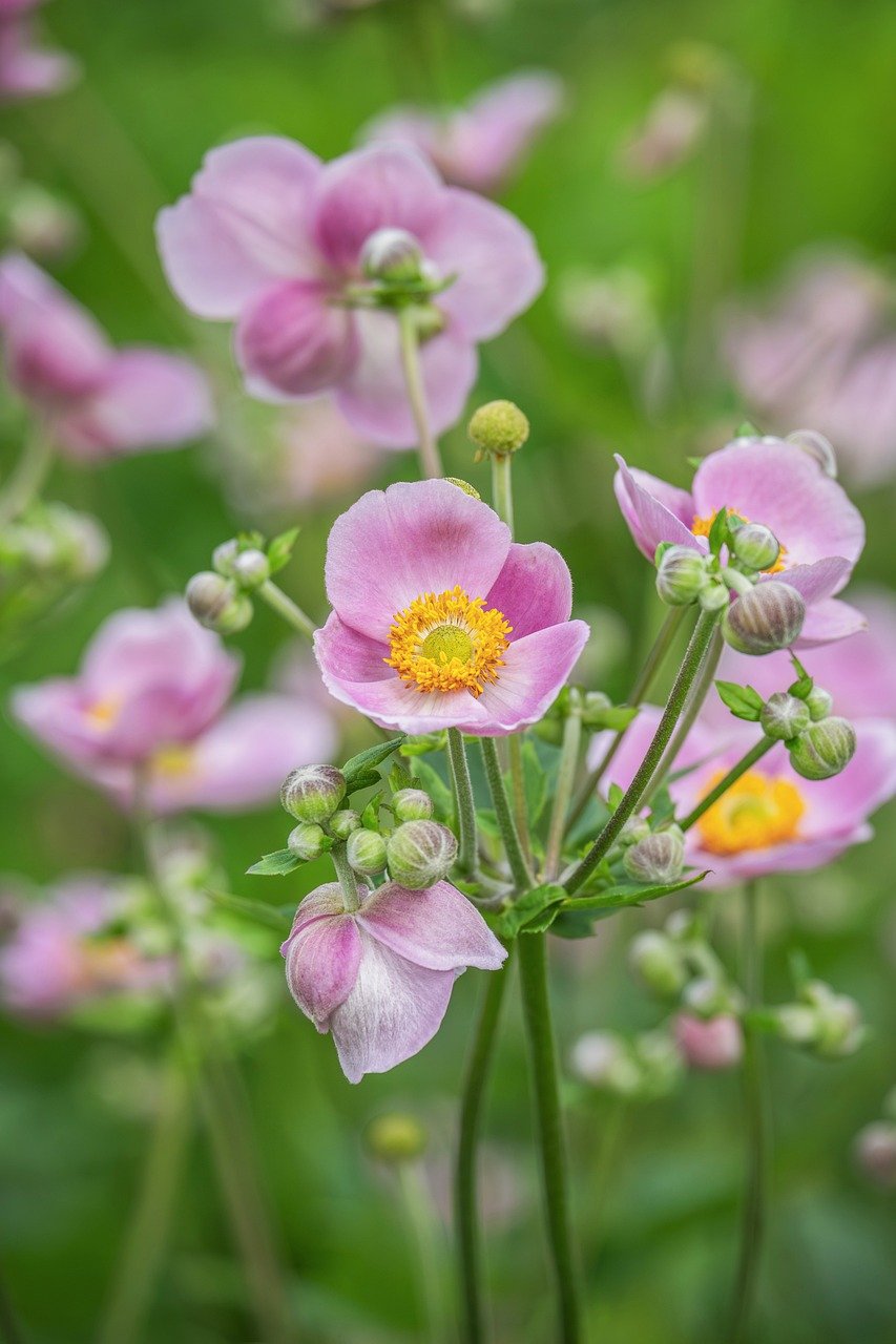 Hitachi Seaside Park, cosmos flowers, kochia bushes