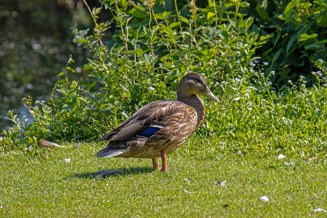 Hitachi Seaside Park, cosmos flowers, kochia bushes