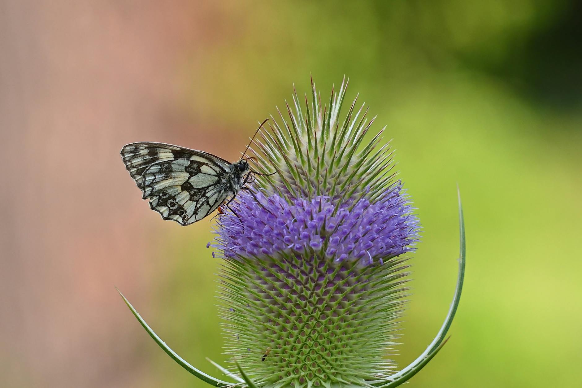 Kurihama Flower Park, poppies, Kanagawa
