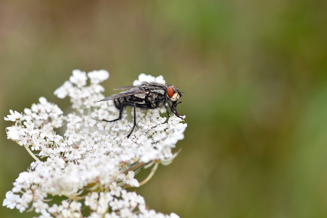 hot springs, Japan, travel