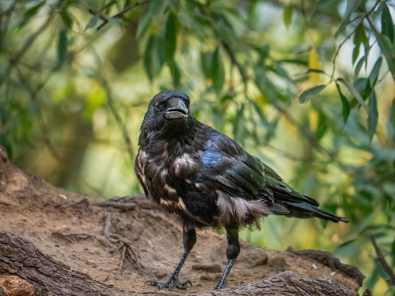 hot springs, Japan travel, onsen