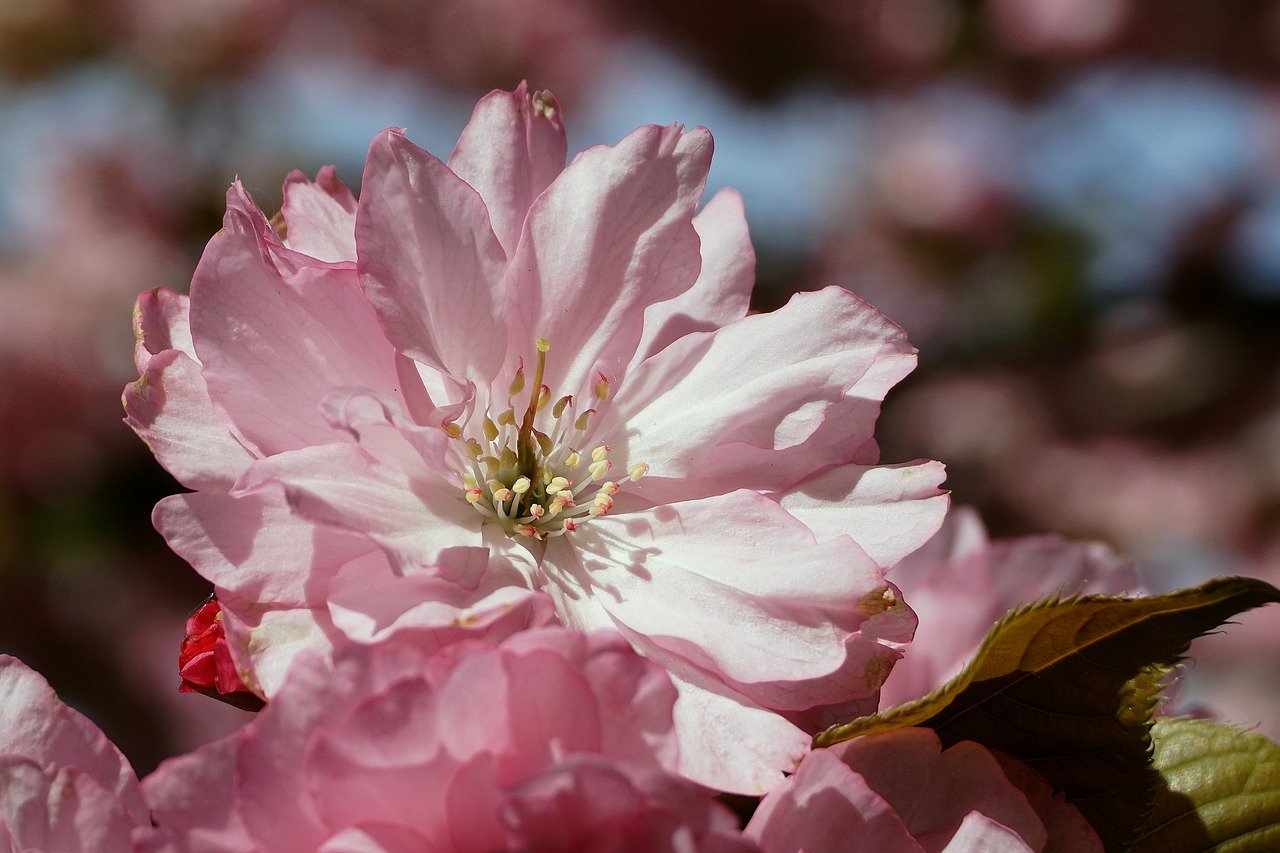 Cherry Road, sakura, ocean