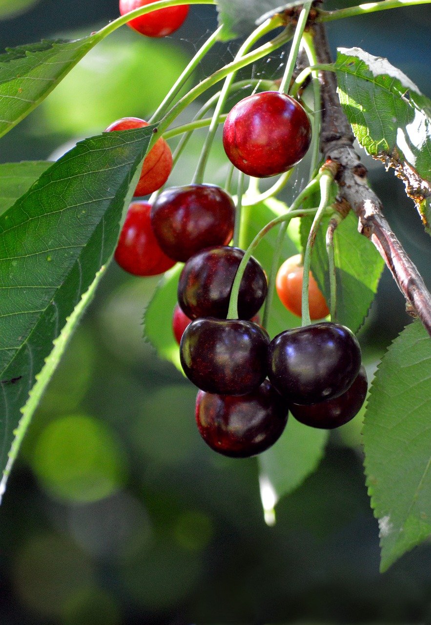 Cherry Road, sakura, ocean