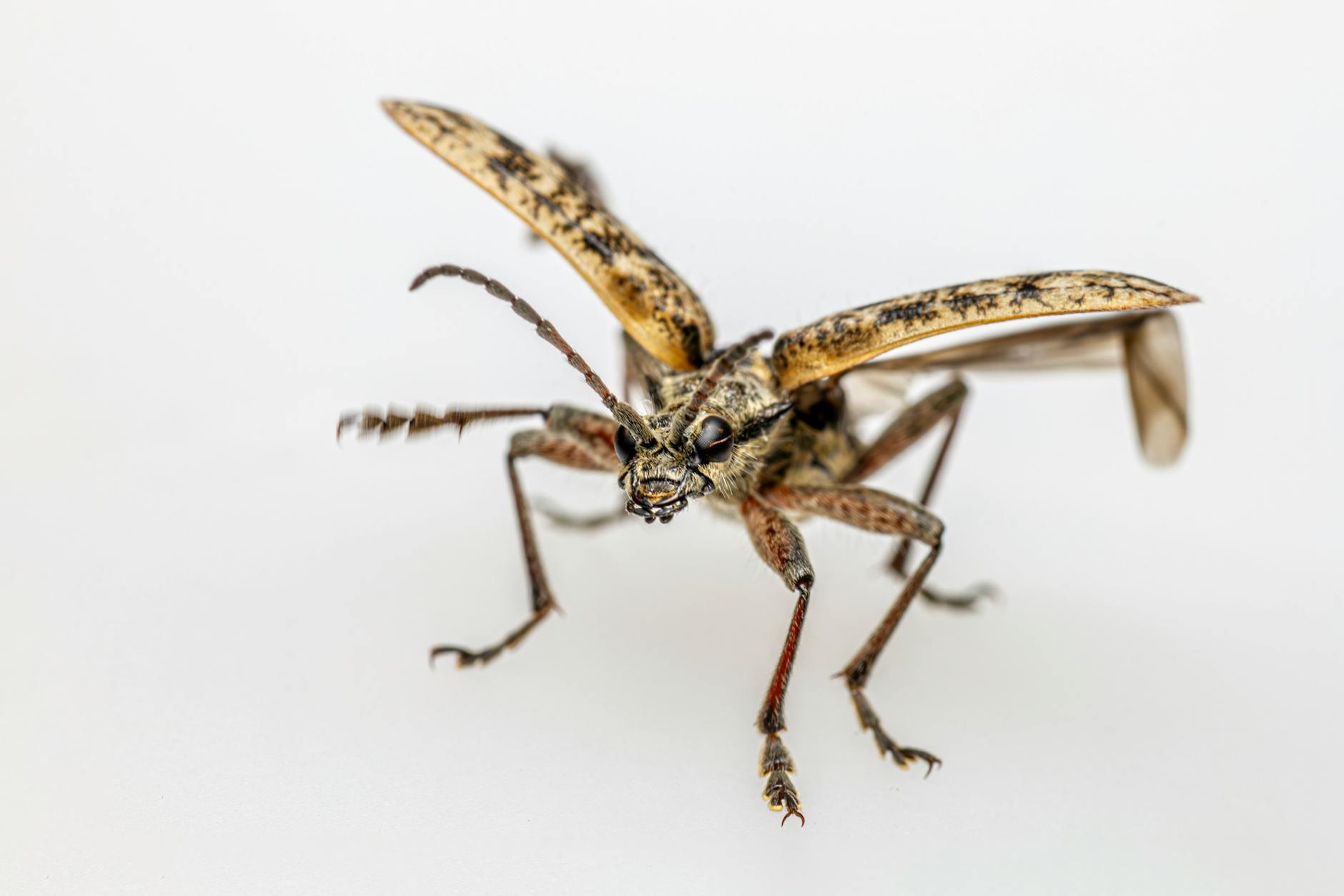 Tokyo flowers, red spider lilies, higanbana