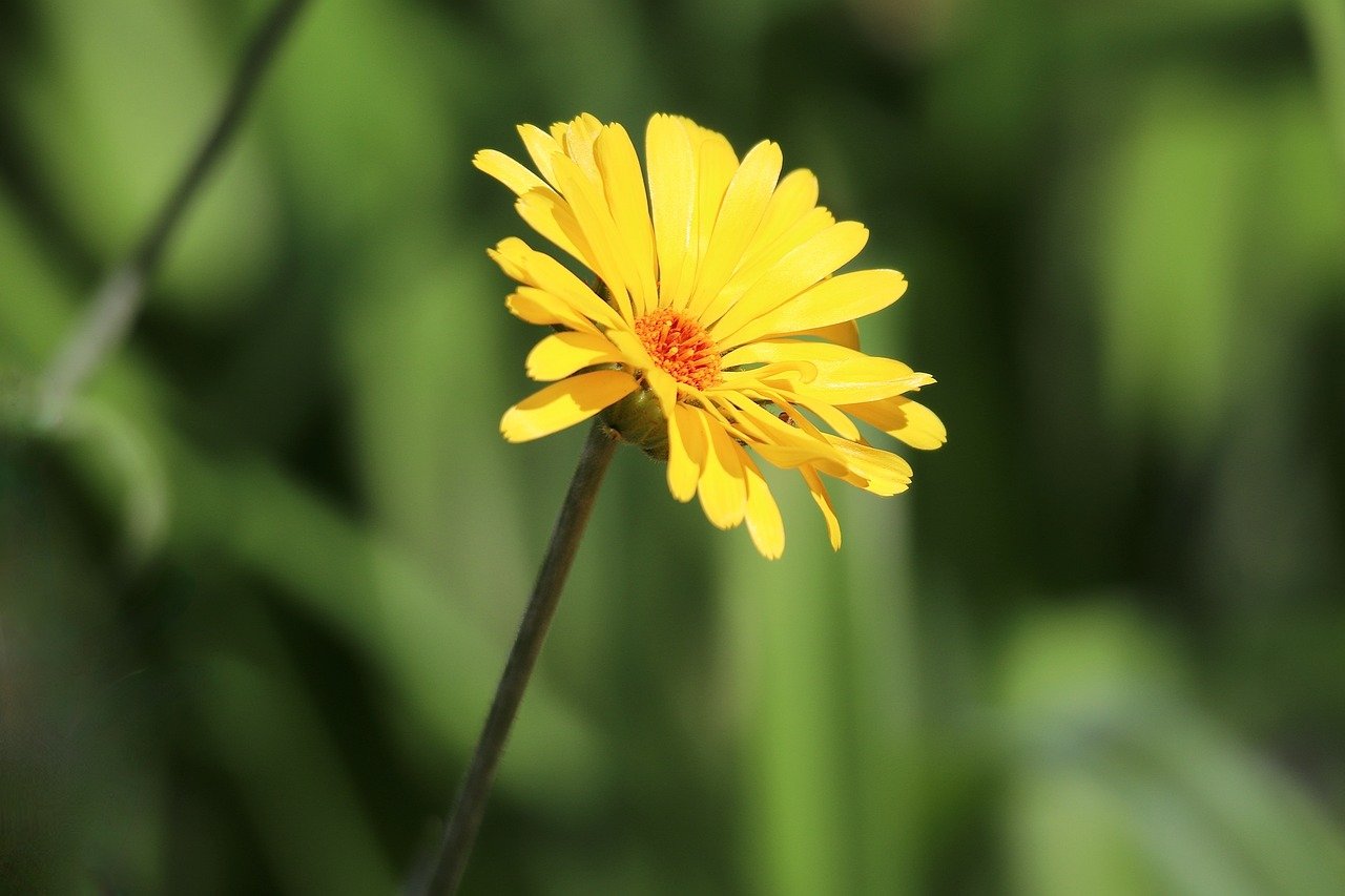 Tokyo flowers, red spider lilies, higanbana