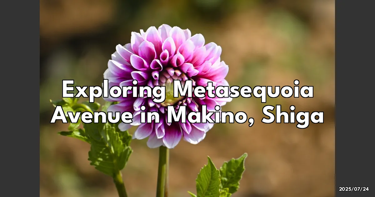 EyeCatchTitle: Discovering the Enchanted Metasequoia Avenue in Makino, Shiga