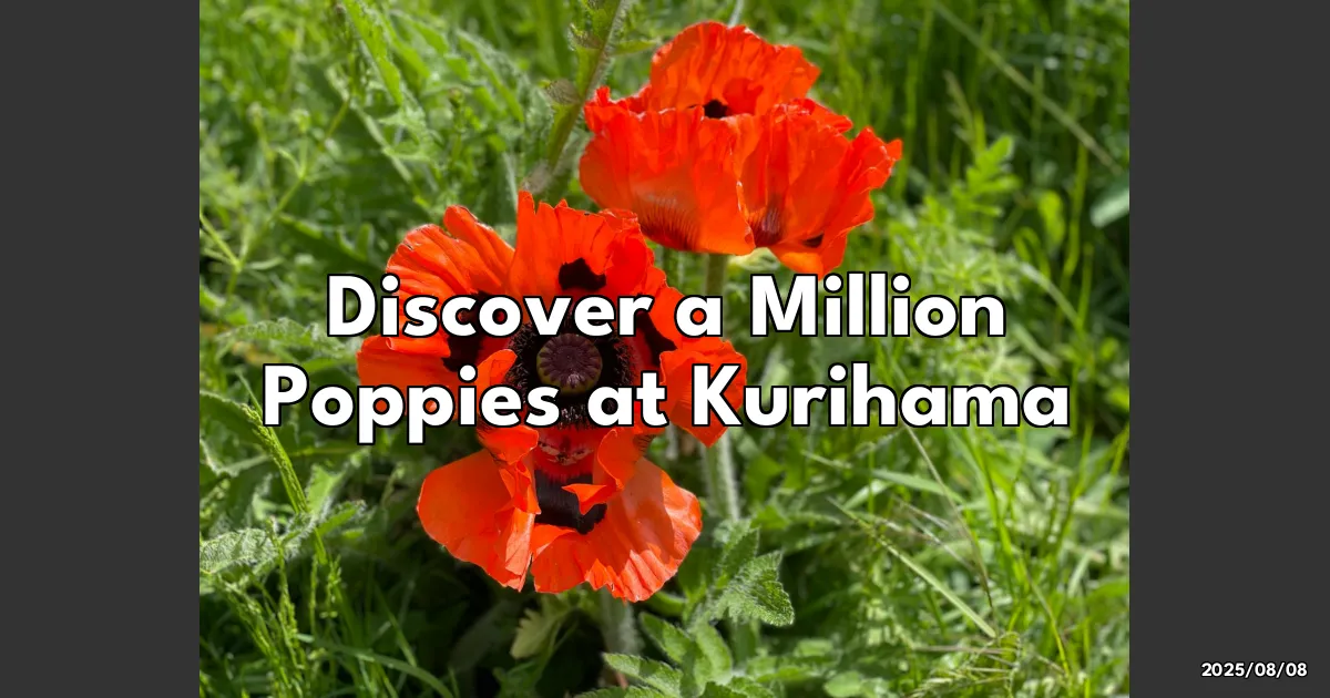 EyeCatchTitle: Poppies Galore! Discovering a Million Blooms at Kurihama Flower Park