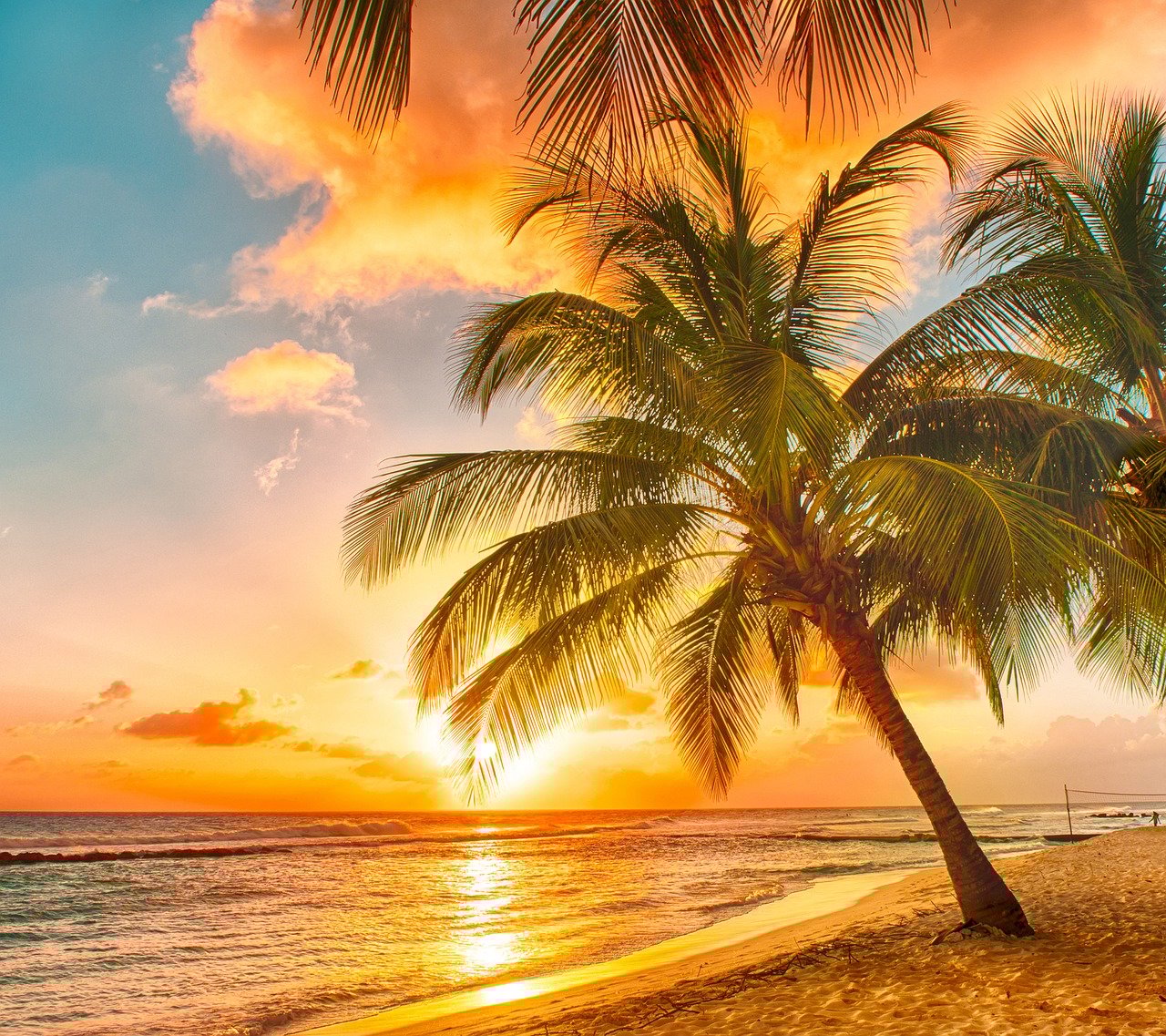 Kokia fields, Japan travel, autumn foliage