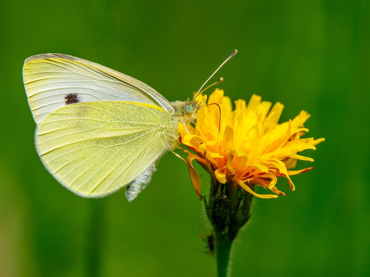 Nakanojo gardens, hot springs, Gunma