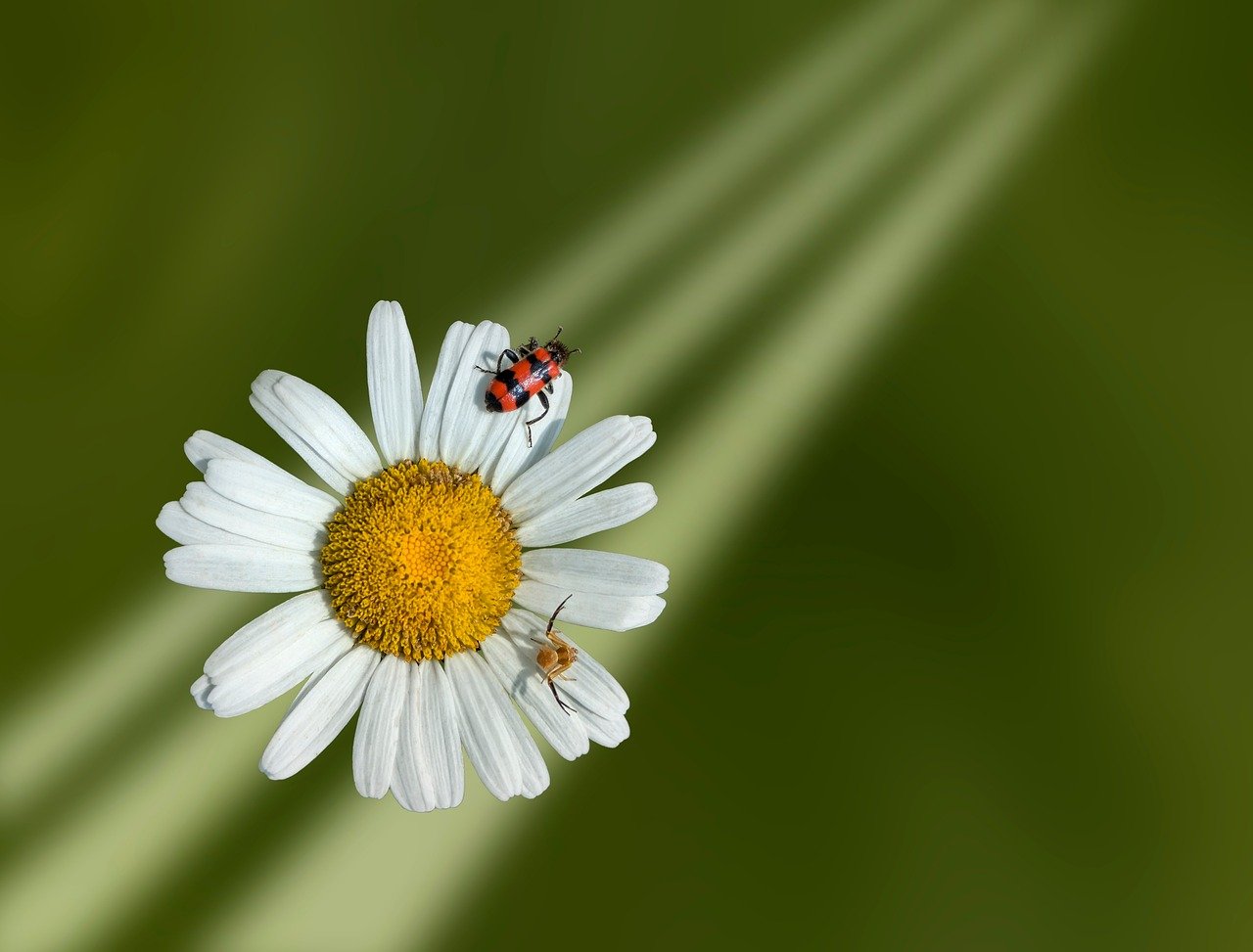 Yokohama, cherry blossoms, sakura