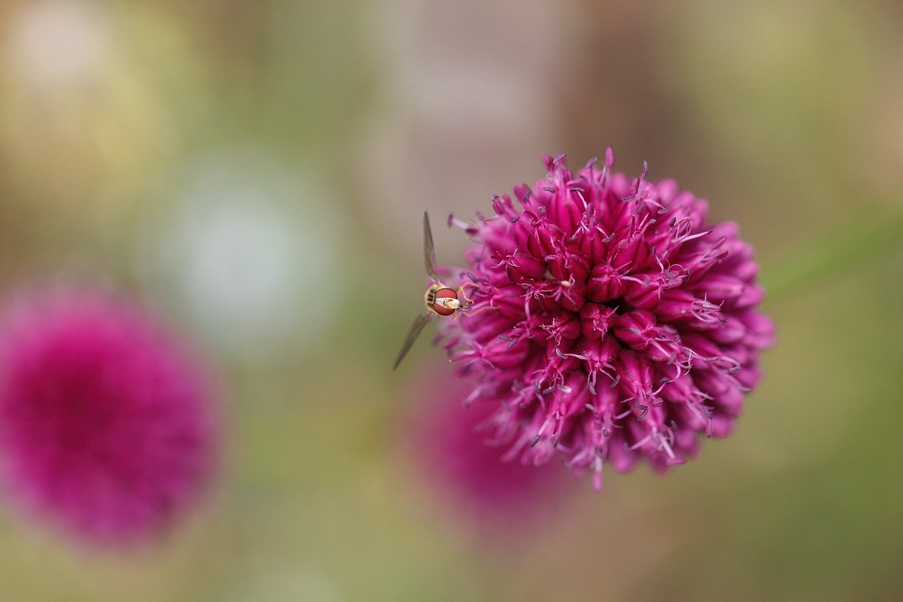 Japan food festival, Ekiben, Gourmet food trucks