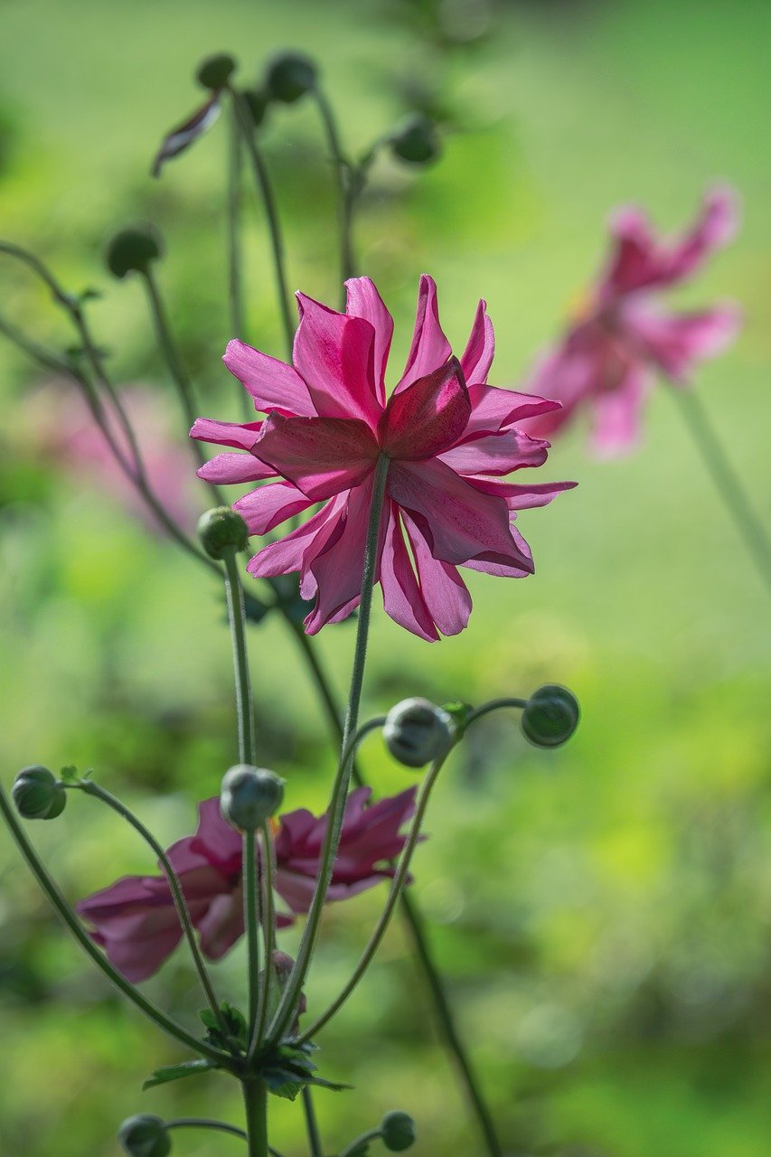 Kenrokuen Garden, Omicho Market, Senmaida Rice Terraces