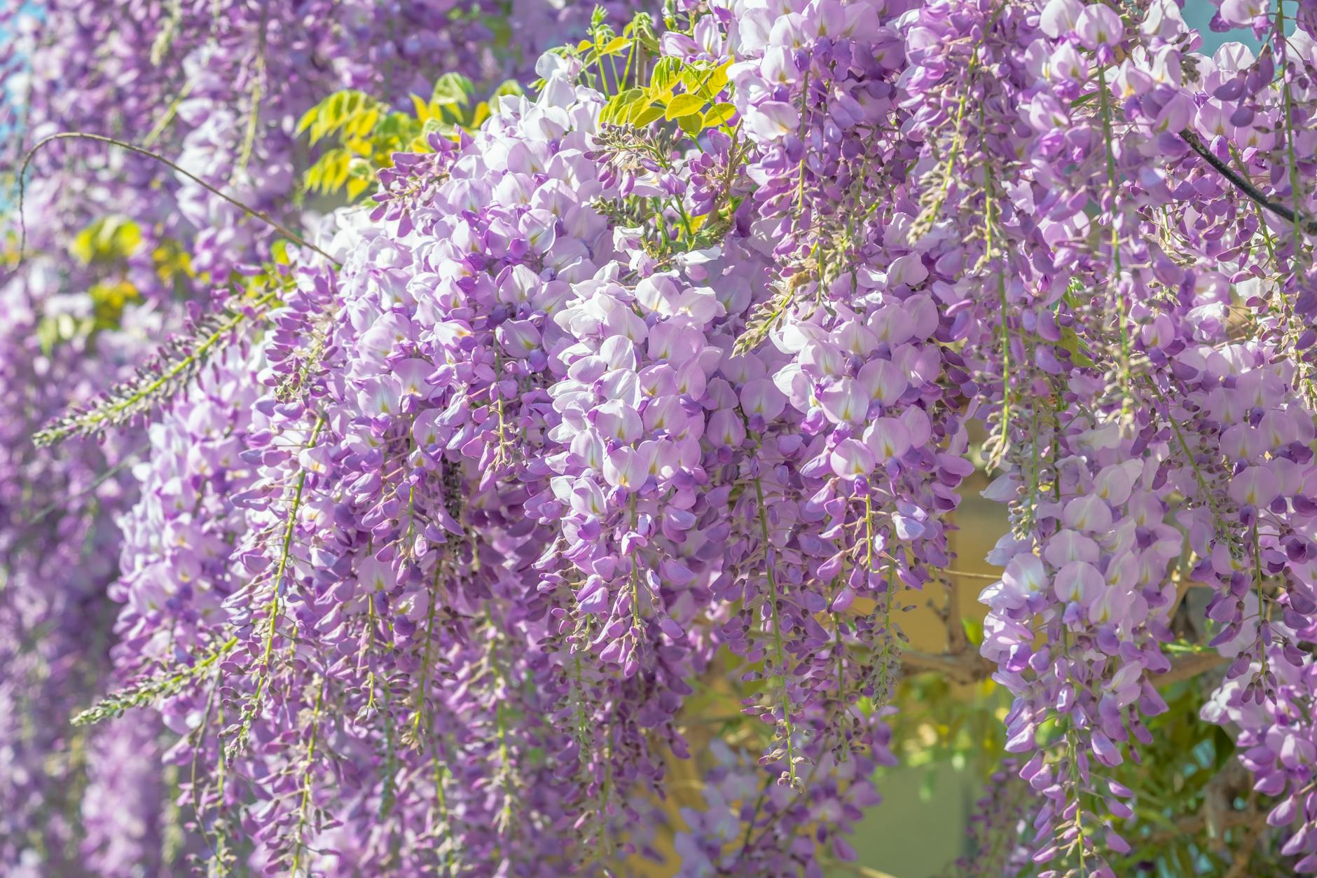 Kyoto, wisteria, gardens