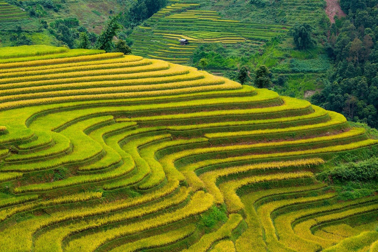 Kochi, Japan travel, local cuisine