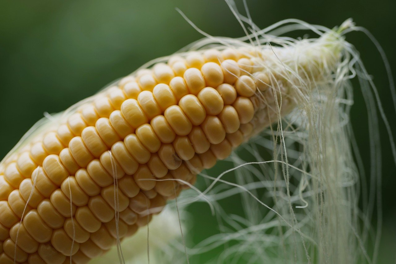 Japanese street food, takoyaki, Osaka