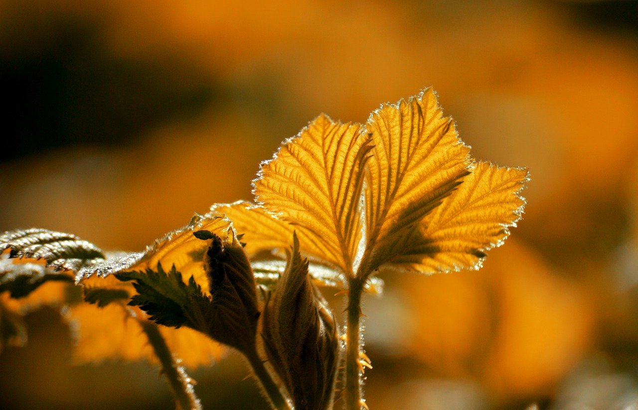 Japan autumn, fall leaves, travel