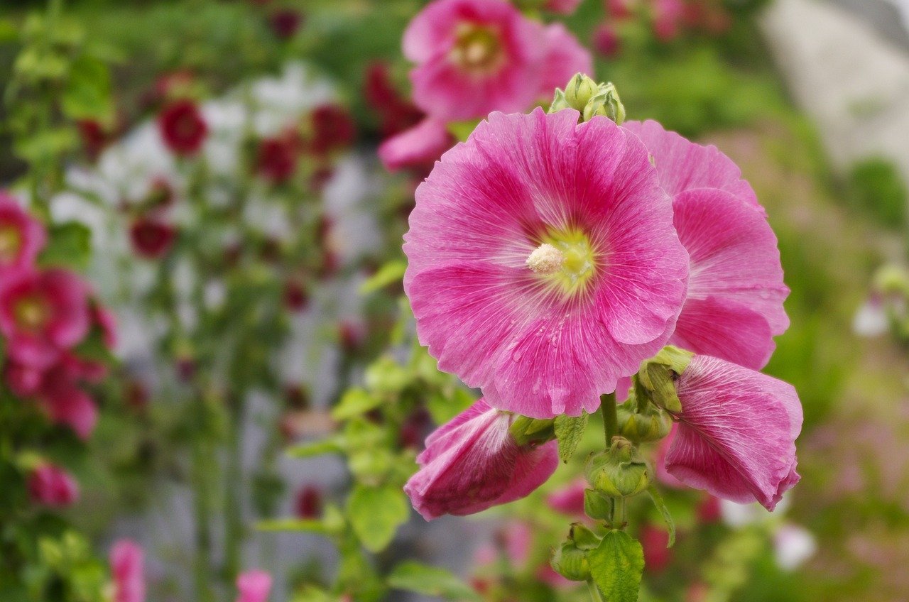 Japan cuisine, kaiseki dining, Tsukiji market
