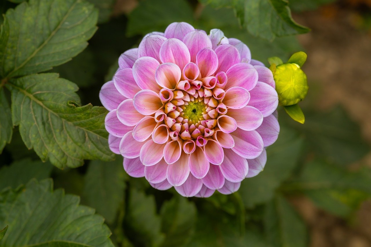 Hiroshima cherry blossoms, Shukkeien Garden, Hiroshima Castle