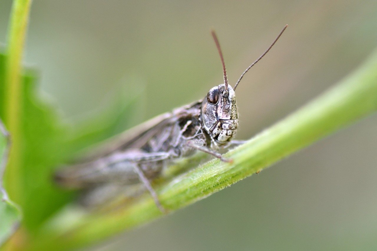 Karuizawa, nature, food