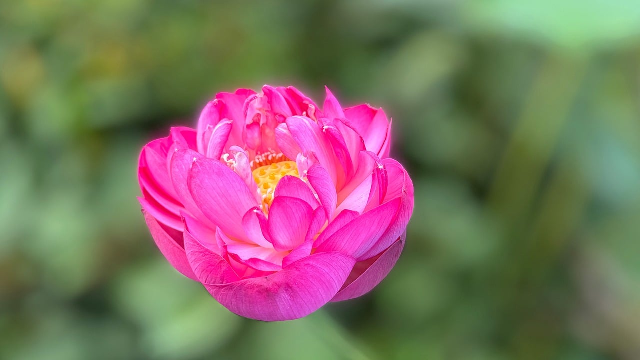 autumn leaves, Japan nature, scenic spots