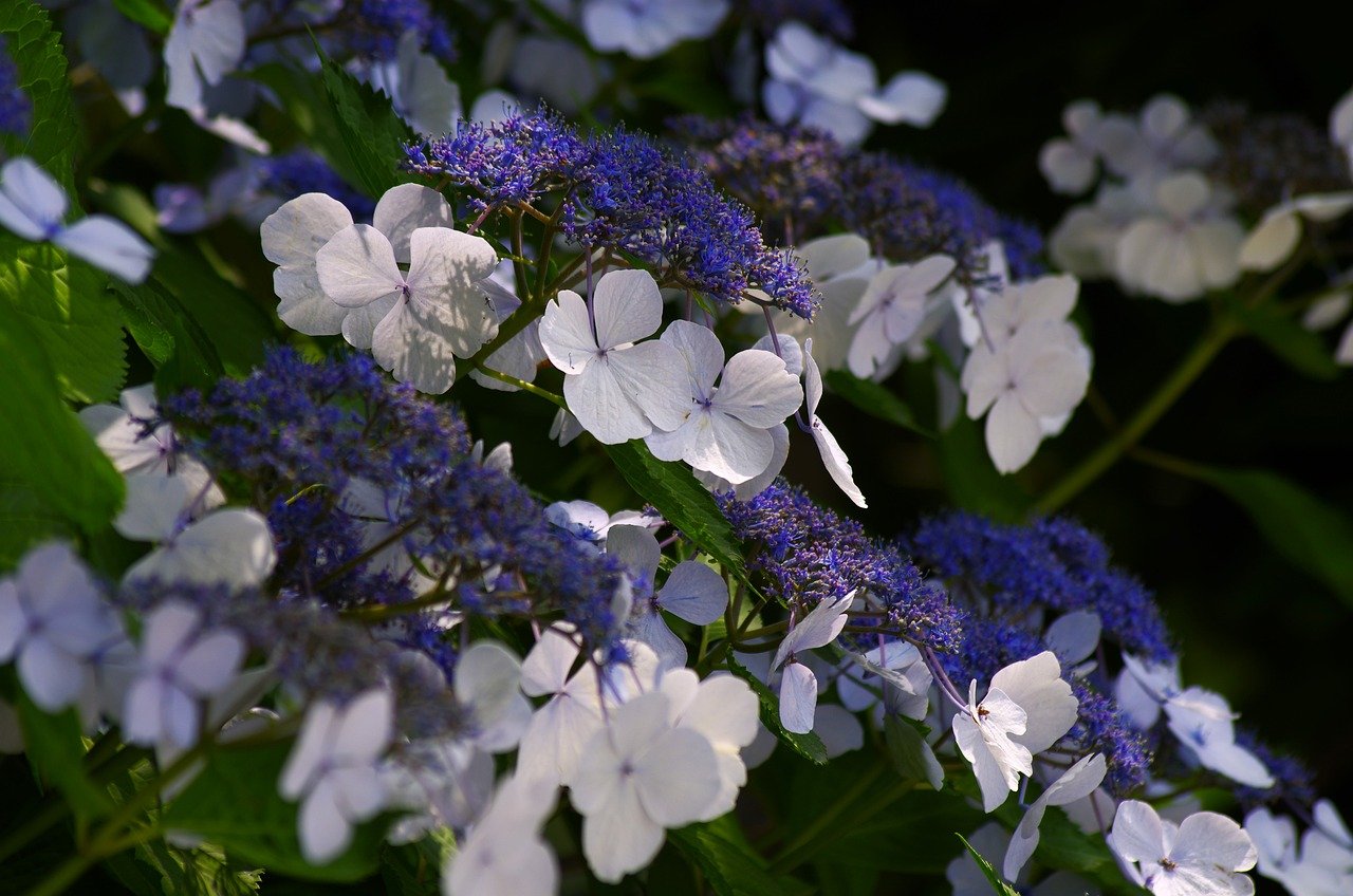 Yokohama, hydrangea, gardens
