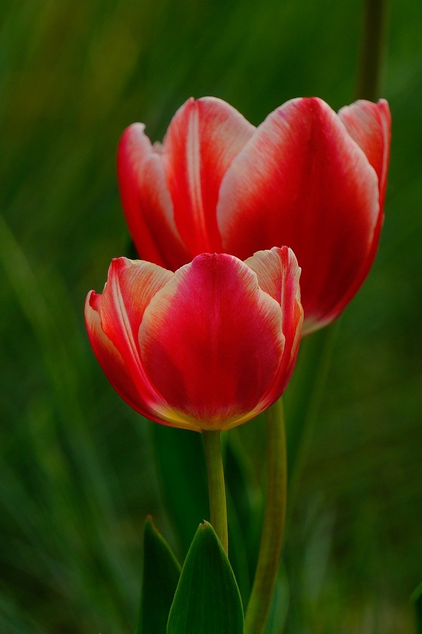 Yuushien Garden, Peony Tulips, Ranunculus