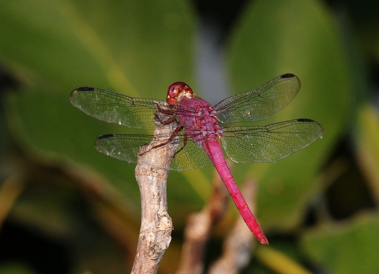 Yuushien Garden, Peony Tulips, Ranunculus