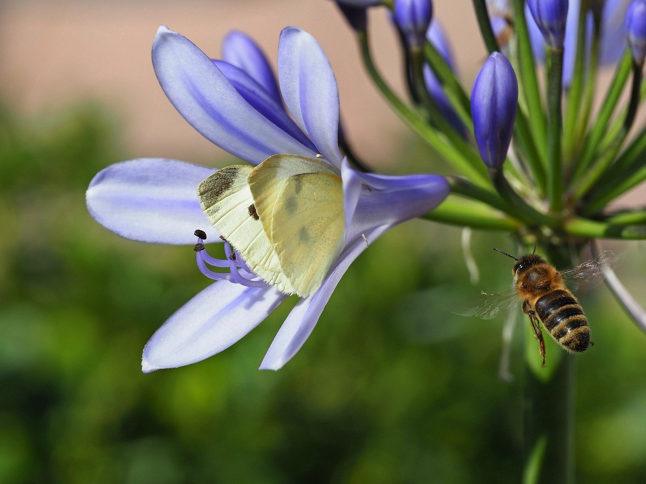 Tokyo gardens, spider lily, autumn flowers