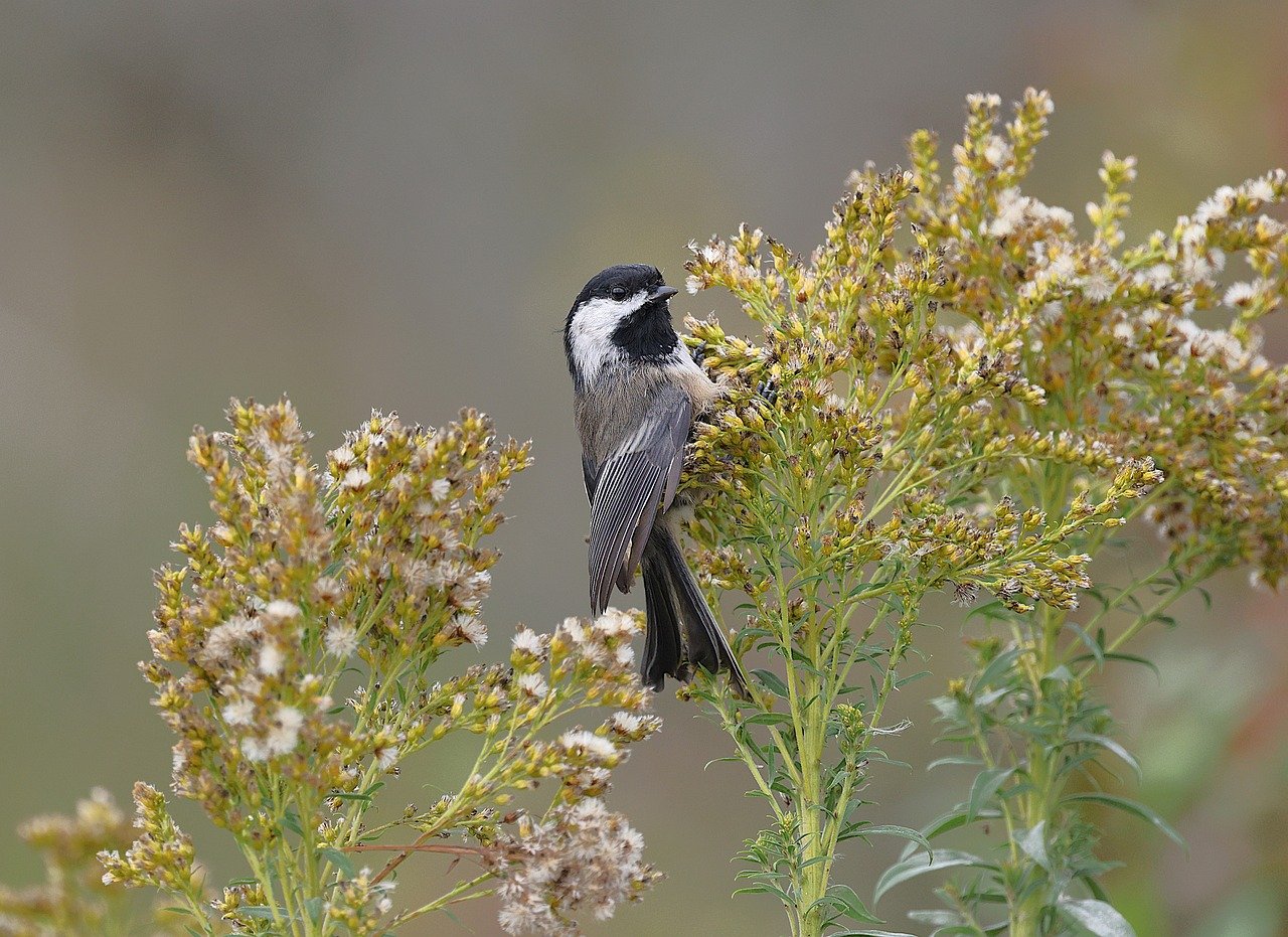 autumn leaves, Kyoto, Nikko