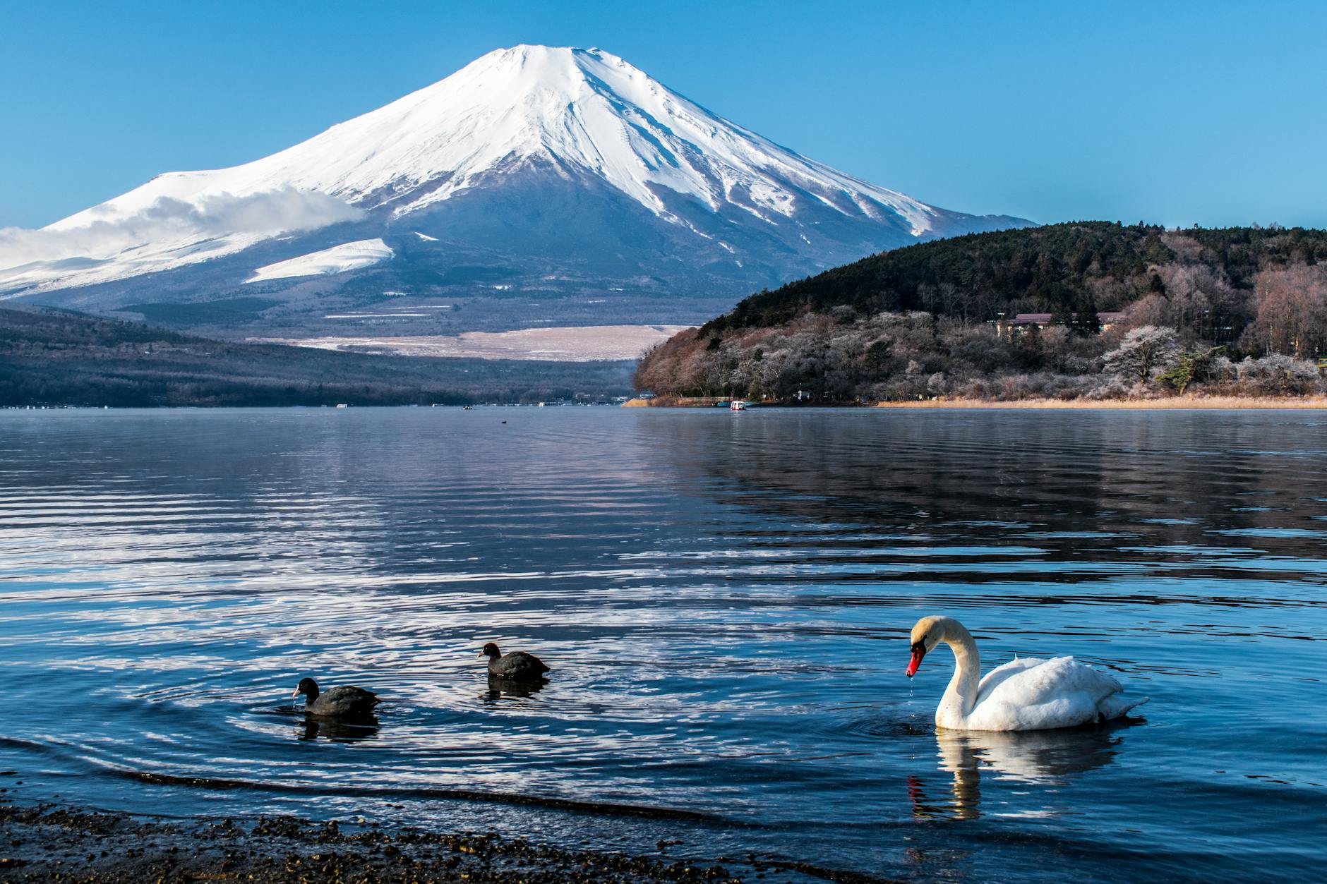 Shizuoka, Mount Fuji, tea fields