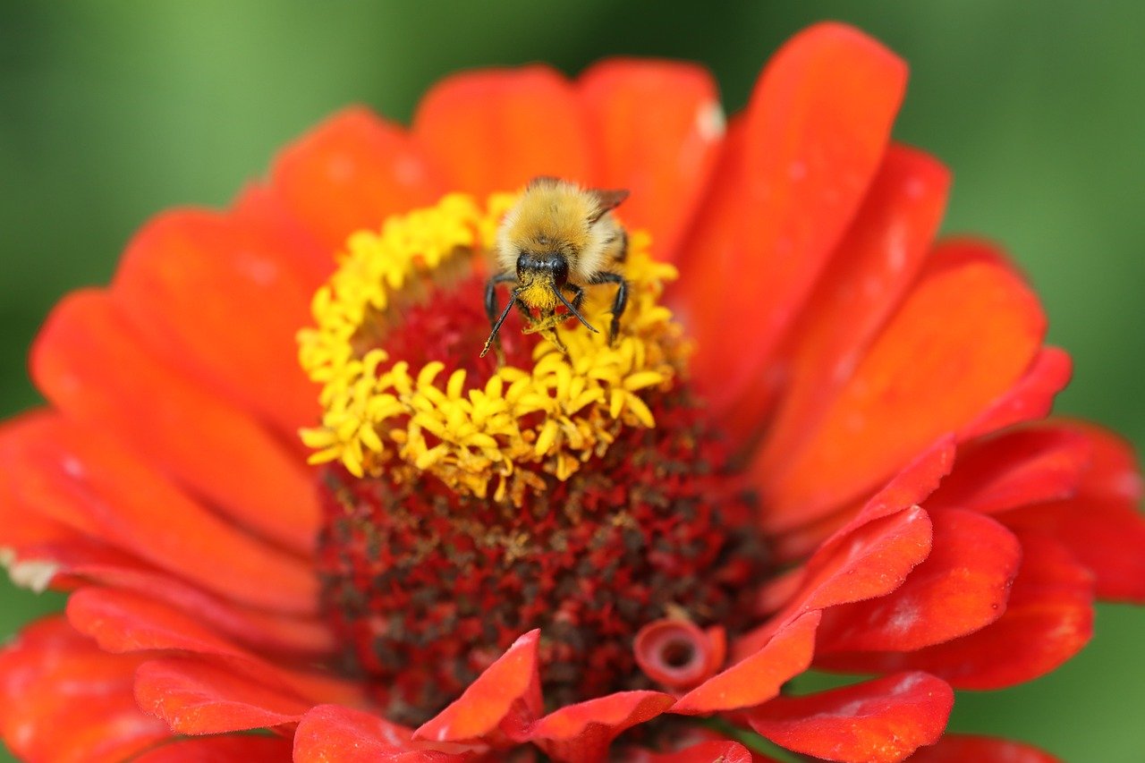 Kyoto, hagi flowers, autumn