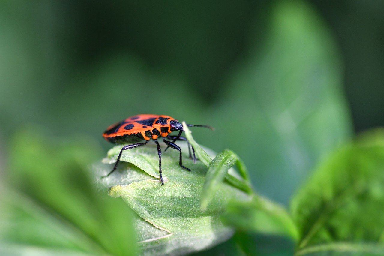 Saga, autumn leaves, Japanese garden
