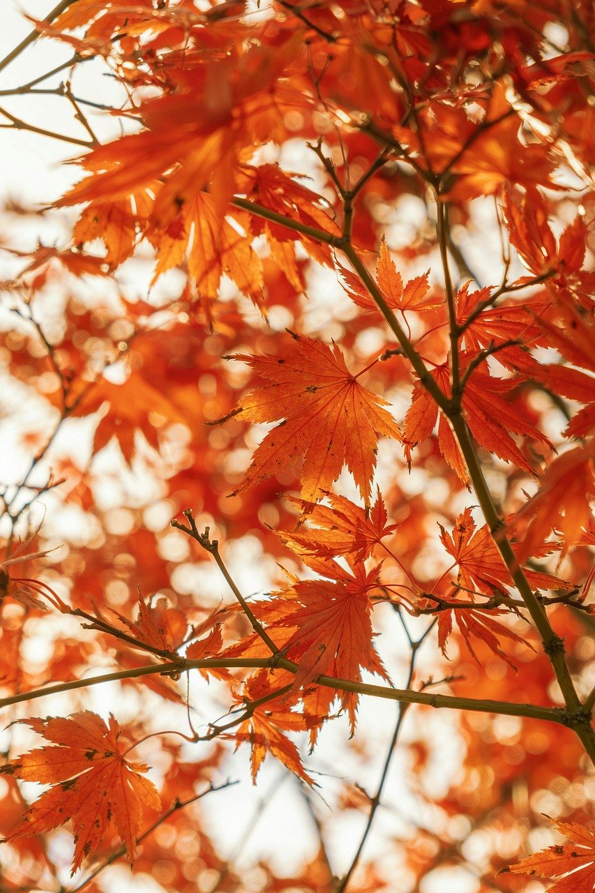 Tokushima, autumn foliage, nature