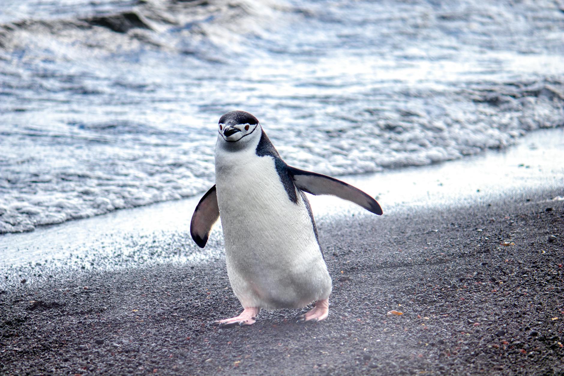 Asahiyama Zoo, penguin walk, Hokkaido