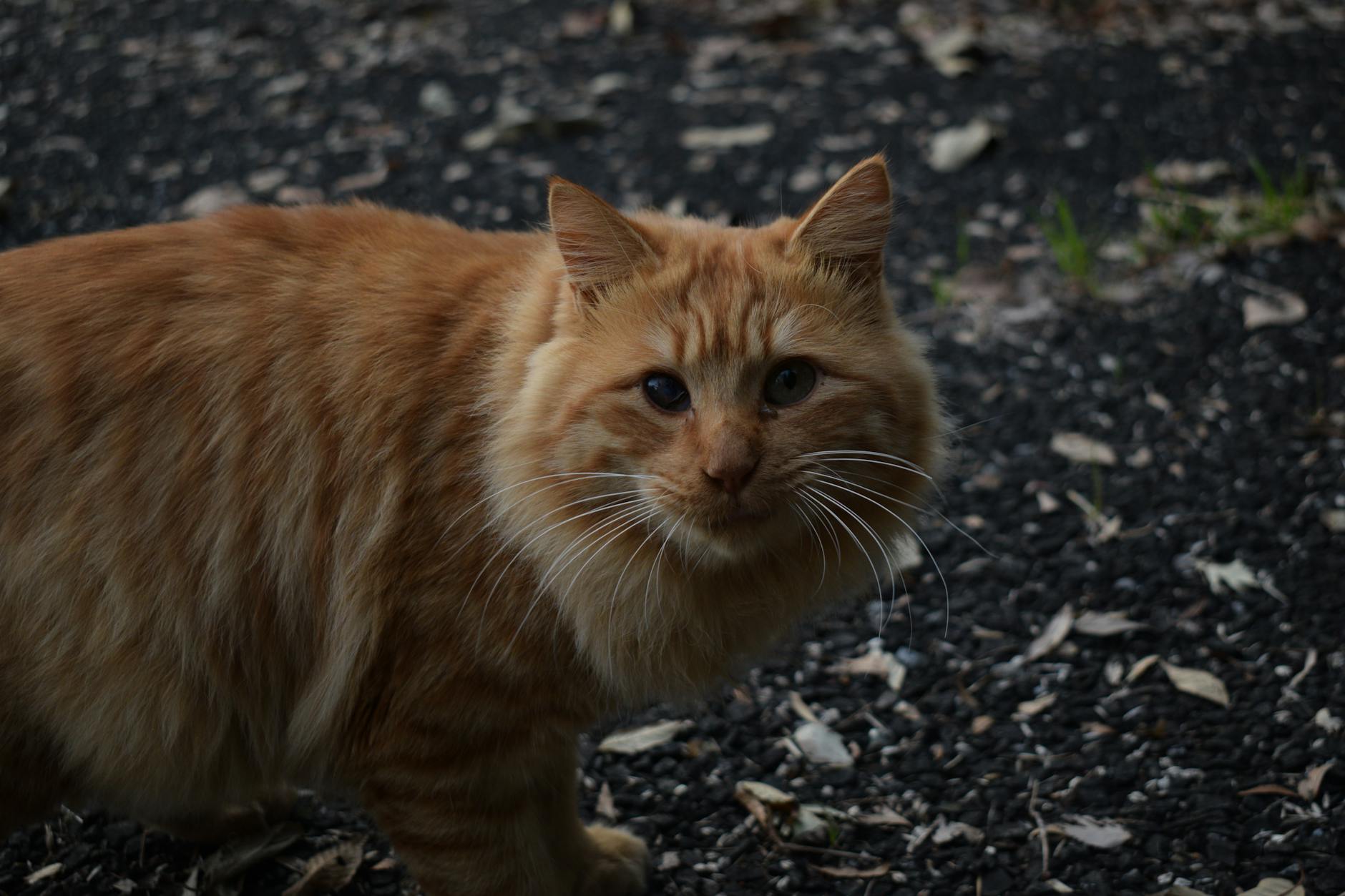 Japan autumn, Tokyo leaves, Kyoto foliage