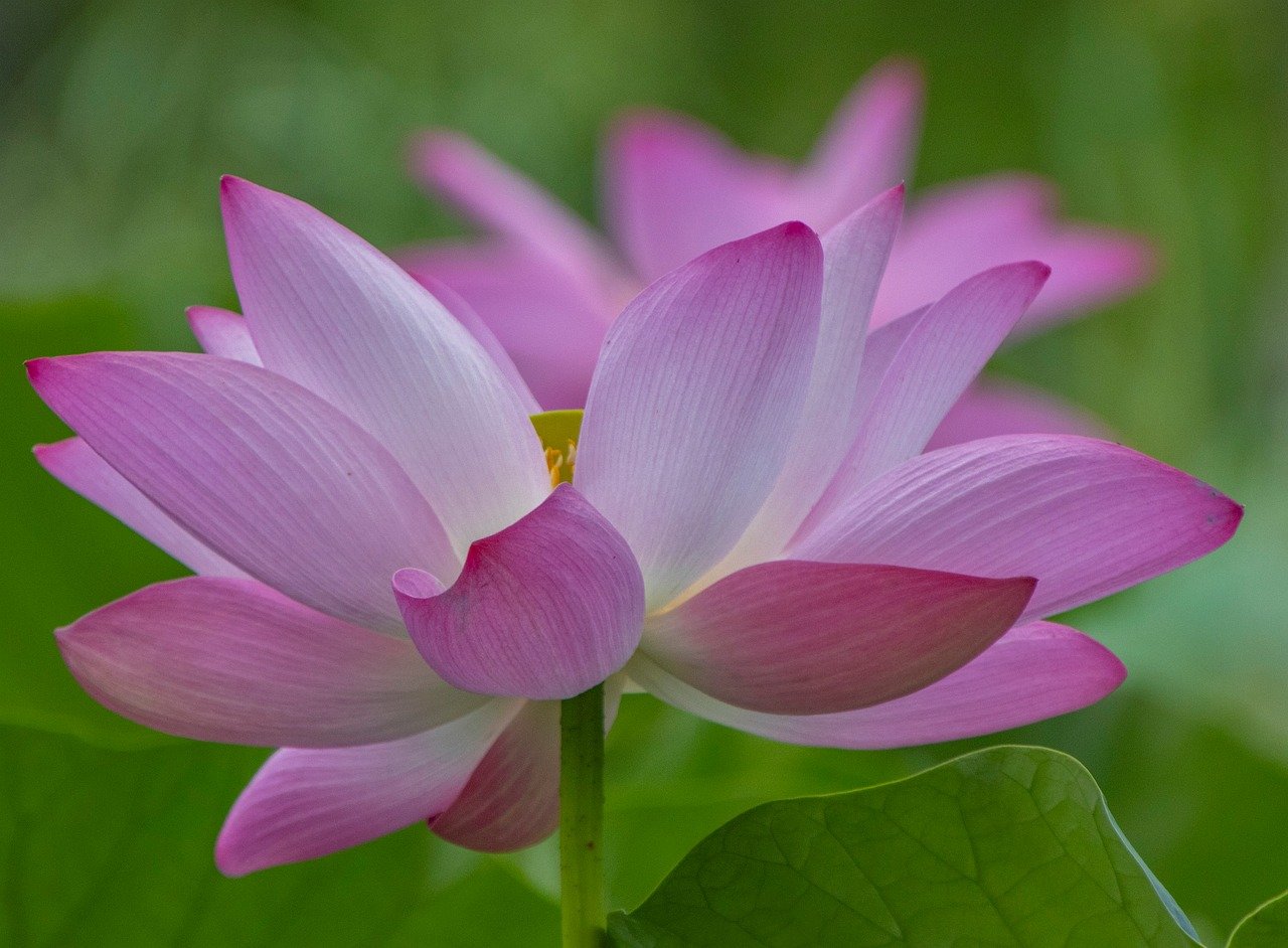 Sakura, Cherry blossoms, Meguro River