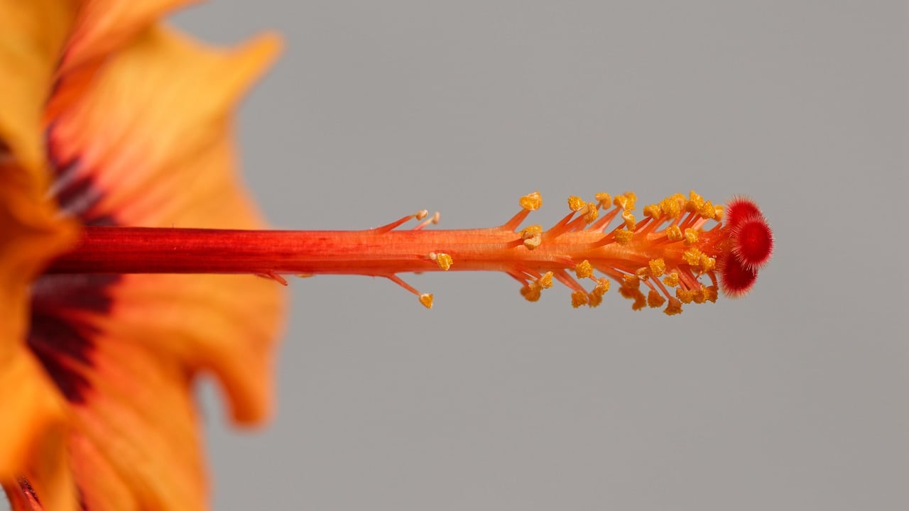 Japan hot springs, autumn leaves, Kinugawa Onsen