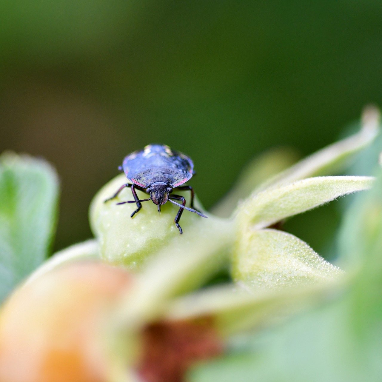 Japan autumn, fall leaves, Japanese gardens