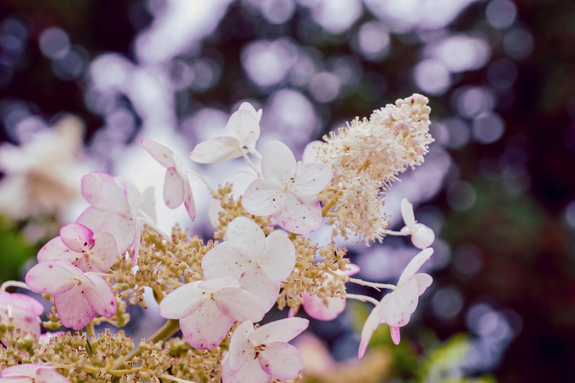 Hakkeijima, hydrangea, Yokohama